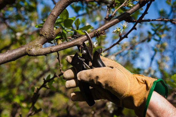 Excessive Growth Pruning